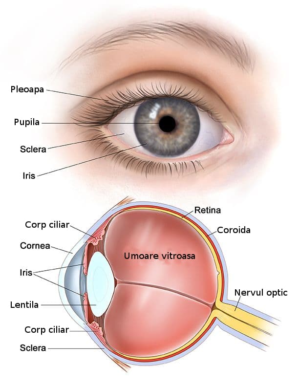 anatomia ochiului opticas
